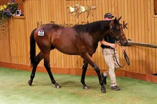 Curraghmore's Lot 156, a son of Fastnet Rock, joins the $1 million honour roll. Photo: Darryl Sherer